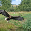 White-tailed Eagle